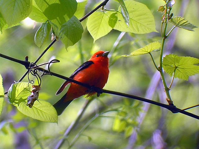 Scarlet Tanager by Simon Thompson